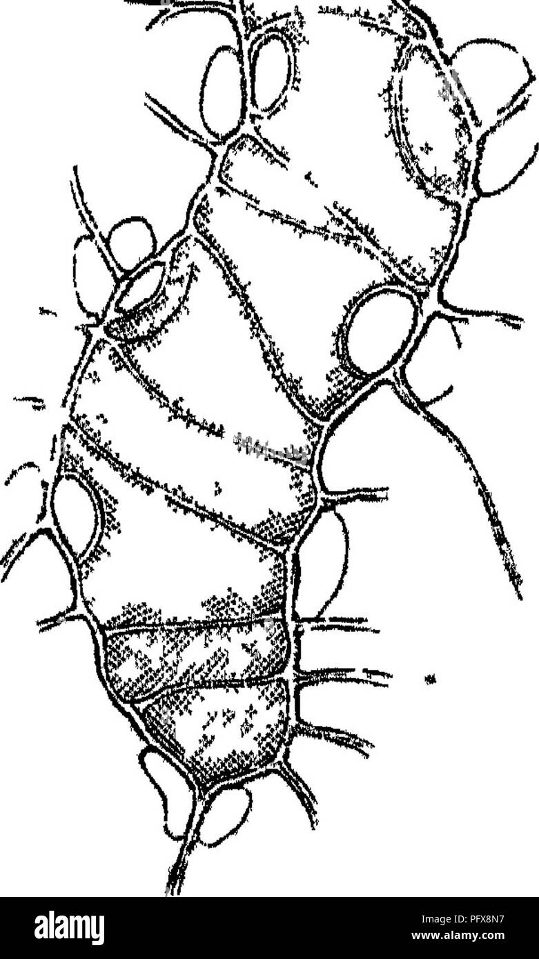 Une étude scientifique sur les cellules végétales, leur structure et leur fonction. Il examine les composants cellulaires, tels que la paroi cellulaire, le noyau et les chloroplastes, et explore des processus tels que la photosynthèse et le transport des nutriments. Banque D'Images