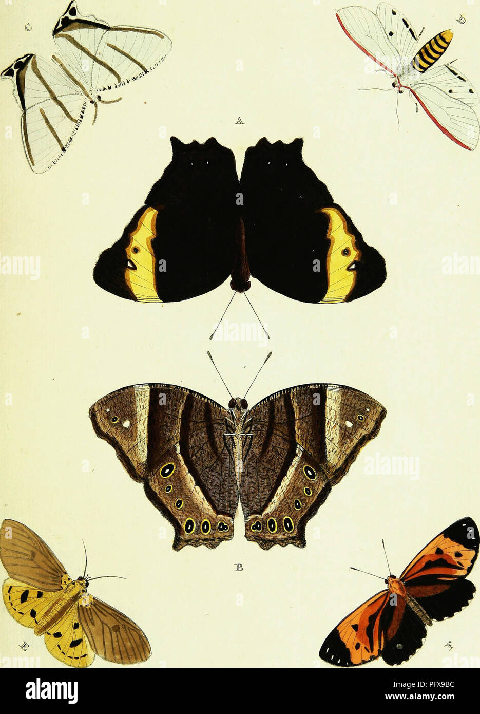 Cette illustration de Cramer et Stoll présente des papillons exotiques trouvés en Asie, en Afrique et en Amérique. Les dessins détaillés mettent en évidence diverses espèces de l'ordre des lépidoptères, en mettant l'accent sur leurs caractéristiques et habitats distinctifs. Banque D'Images
