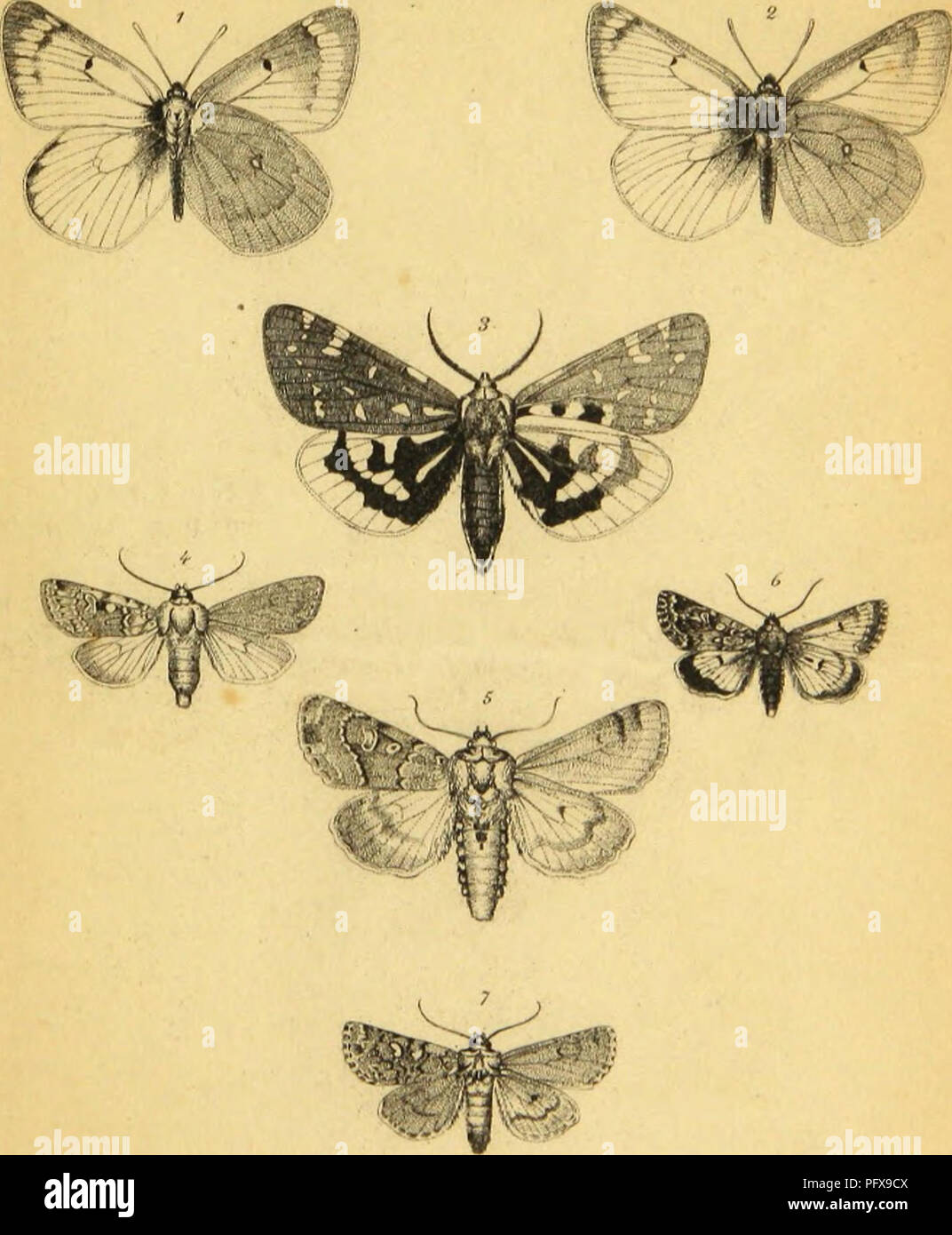 . Wiener entomologische Monatsschrift. Les insectes ; l'entomologie. L'Vioirr jilmii. Jlimatsdir. JJd. IV. S. Tafel. /. '.'. Iinslfx Colins II. .'Irrlid Imrrii .â '/i.i- .&gt;i,,,,./// dgPOtiS, ''ilis.wnn .I/....V/,/, llinlriin Koornata 6 x&amp;hsu ( Jimiin liiiiini&gt ;/r/ii .,&gt ; //iiicriii lliiuit , nihililii.Vos .de .hl.. Veuillez noter que ces images sont extraites de la page numérisée des images qui peuvent avoir été retouchées numériquement pour plus de lisibilité - coloration et l'aspect de ces illustrations ne peut pas parfaitement ressembler à l'œuvre originale.. Lederer, Julius ; Miller, Ludwig. [Wien] : Dans la bei Carl Banque D'Images