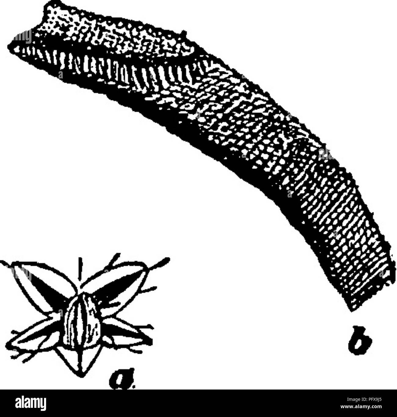 . Un manuel pour l'étude des insectes. Les insectes. Diptères. 439 changements mues dans une chrysalide, en forme de massue, la tête et le thorax d'être considérablement augmentée (514, b). Avec cette transformation, un changement remarquable a lieu dans le système respi- ratoire. Il y a maintenant deux souffle- ing-tubes, et celles-ci sont financées par le thorax. Un de ces tubes est représenté agrandi par la Figure 5I5,&Lt ;^. A la fin de l'organisme il y a une paire de feuille- ^ Fig. 515.-uy fin de comme appendae^es, avec laquelle l'insecte de respirer-tube de larve ; ^ ^ ° 0, la respiration-tube de nage ; pour le pupc'e de moustiques, et p"p^' Banque D'Images