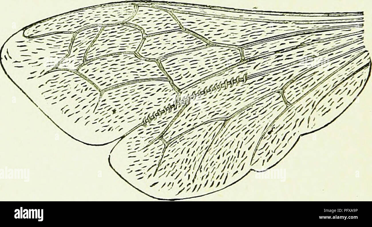 . L'Australasian illustré manuel d'abeilles et l'apiculture moderne guide complet de la culture dans l'hémisphère sud. Avec c'est constituée la "Nouvelle-Zélande" manuel d'abeilles considérablement augmentée, révisé et réécrit pour la plupart. Les abeilles. 46 à la fin de l'Australie et du tibia ou de la jambe) sur leurs pattes postérieures, et quant à leurs ailes, "ils ont trois sous- cubital ou cellules-costal la deuxième ligne de la costal ou bord antérieur à l'avant ou l'ailes." Ici on ne peut s'empêcher de remarquer comment ces règles sont merveilleux minute de structure organique. Qui qui a examiné pour la première Banque D'Images