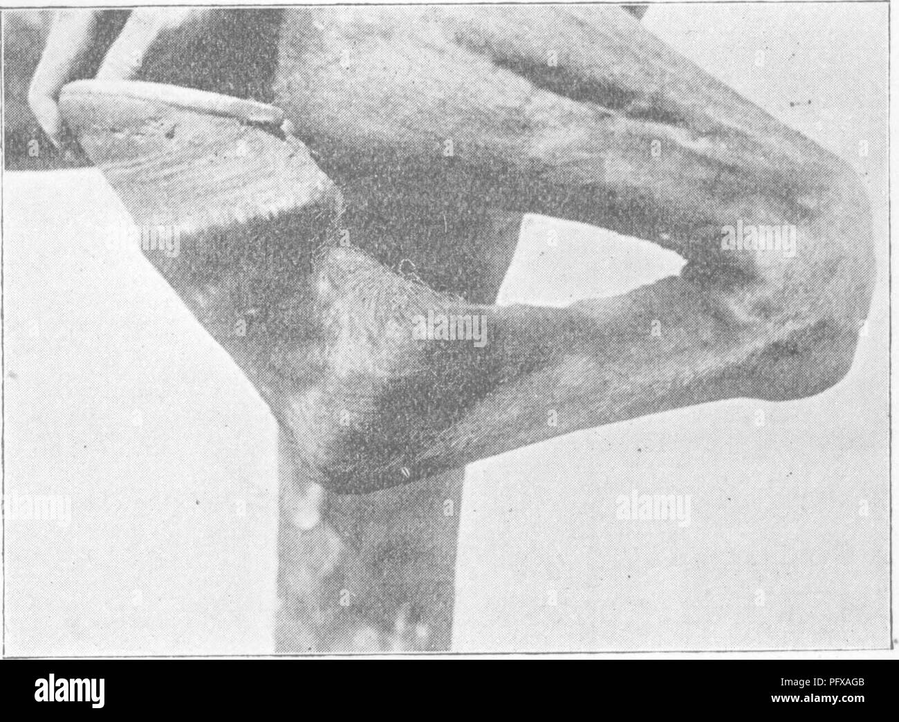 . Points du cheval ; un traité sur la conformation, les mouvements, les races et l'évolution du cheval. Les chevaux. Longueur DES OS DES MEMBRES, 137 proportion (environ 1 à 2) à la longueur du corps à la fois dans la course et panier-cheval, la comparaison n'est pas bon en ce qui concerne la hauteur, qui est naturellement influencé par la longueur de l'avant des jambes. Largeur entre les jambes de force avant montre les muscles pectoraux (p. 31) qui attire l'avant en arrière, et, par conséquent, les membres de poids sur l'avant-main. Par conséquent, le hummer h2 et le cavalier doit être assez étroite à l'avant ; et le panier-cheval, large.. Banque D'Images