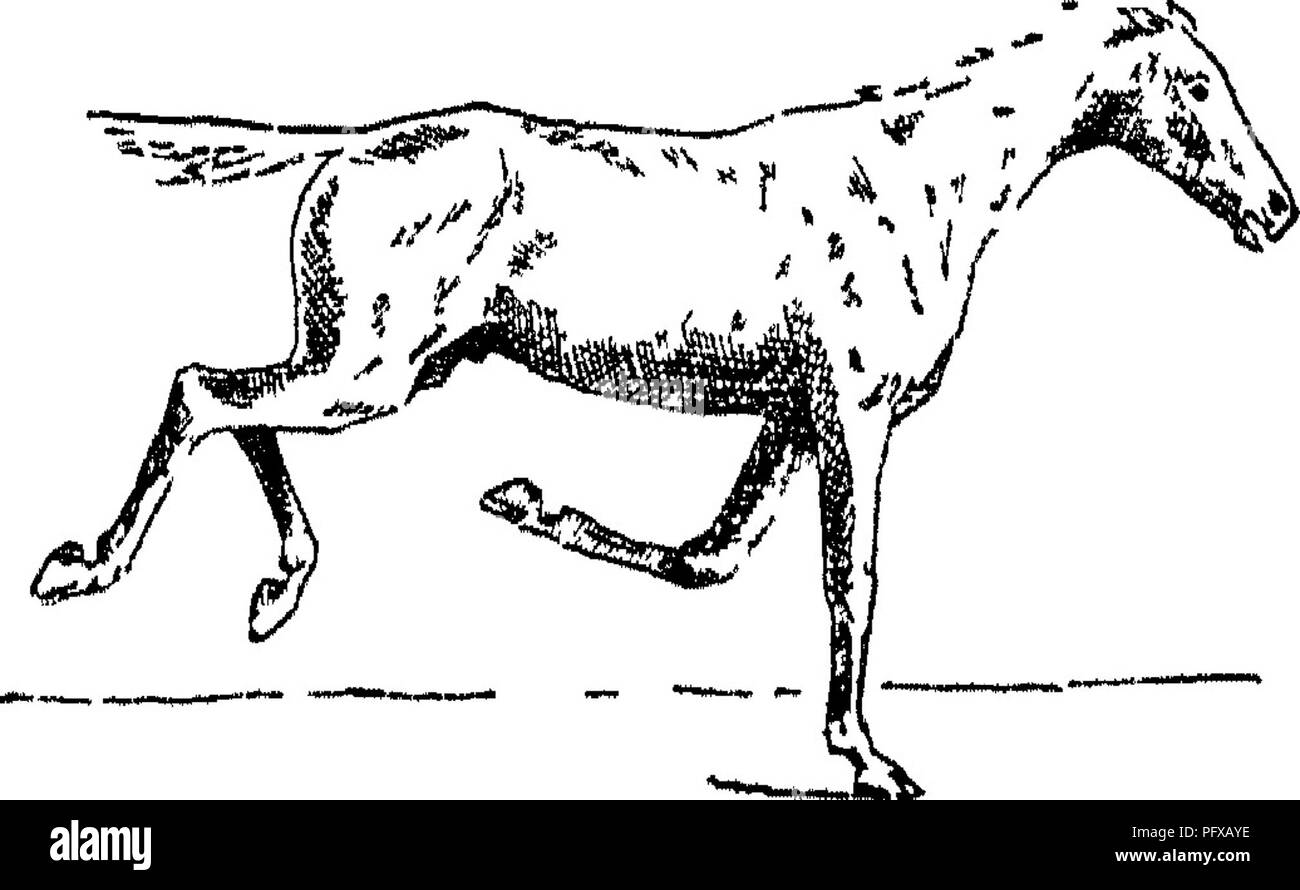 Ce traité couvre la conformation, les mouvements, les races et l'évolution du cheval, en se concentrant sur les aspects anatomiques et fonctionnels qui ont façonné son développement au fil du temps. Les images incluses illustrent divers points de la structure du cheval, montrant la progression et les changements dans les types de races et les traits physiques. Ces études contribuent à une compréhension plus approfondie de la biologie et de l'évolution équines. Banque D'Images