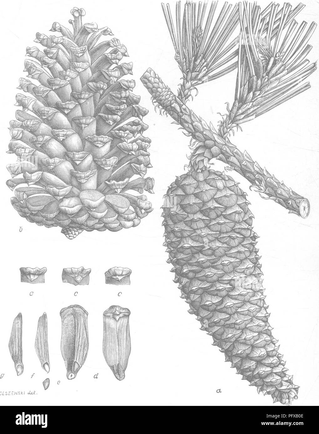 . Rapport sur l'enquête forestière du Ministère de l'agriculture. 1877-1898. Les forêts et la foresterie. H. Doc. 181. XIV. plaque. f f' : C" .' " iA'Cr j aL£E/aA/Jt DE^UN. Pin (Pinus cubain SC heterophylla (Ell.) Sudw.). a, fermé C3iie ; b, c ; cône apophyses, ; d, écailles des cônes, vue dorsale et ventrale ; e, /, g, semences et des ailes, vue dorsale et ventrale.. Veuillez noter que ces images sont extraites de la page numérisée des images qui peuvent avoir été retouchées numériquement pour plus de lisibilité - coloration et l'aspect de ces illustrations ne peut pas parfaitement ressembler à l'œuvre originale.. F Banque D'Images