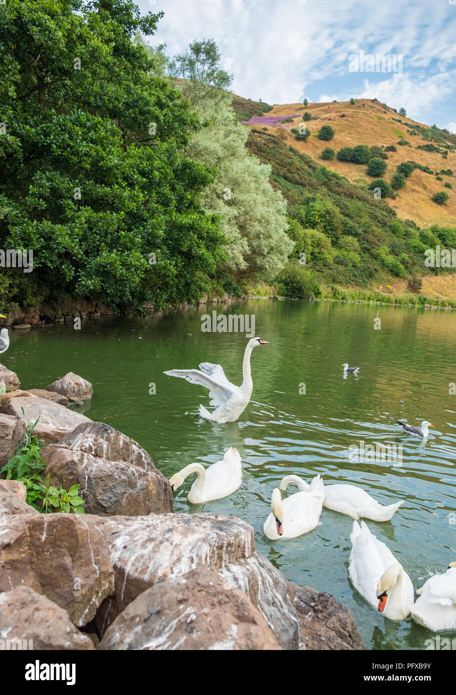 Belle scène de cygnes à St Margaret's loch et les ruines de la chapelle Saint Antoine en arrière-plan, Édimbourg, Écosse. Banque D'Images