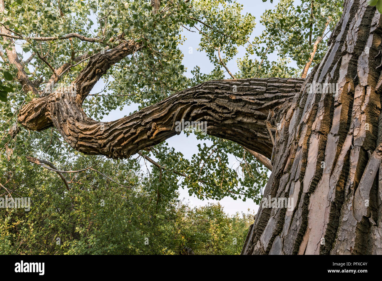 200 ans d'arbres cottonwood Cottonwood, studios, le parc provincial Dinosaur, en Alberta, Canada. Banque D'Images