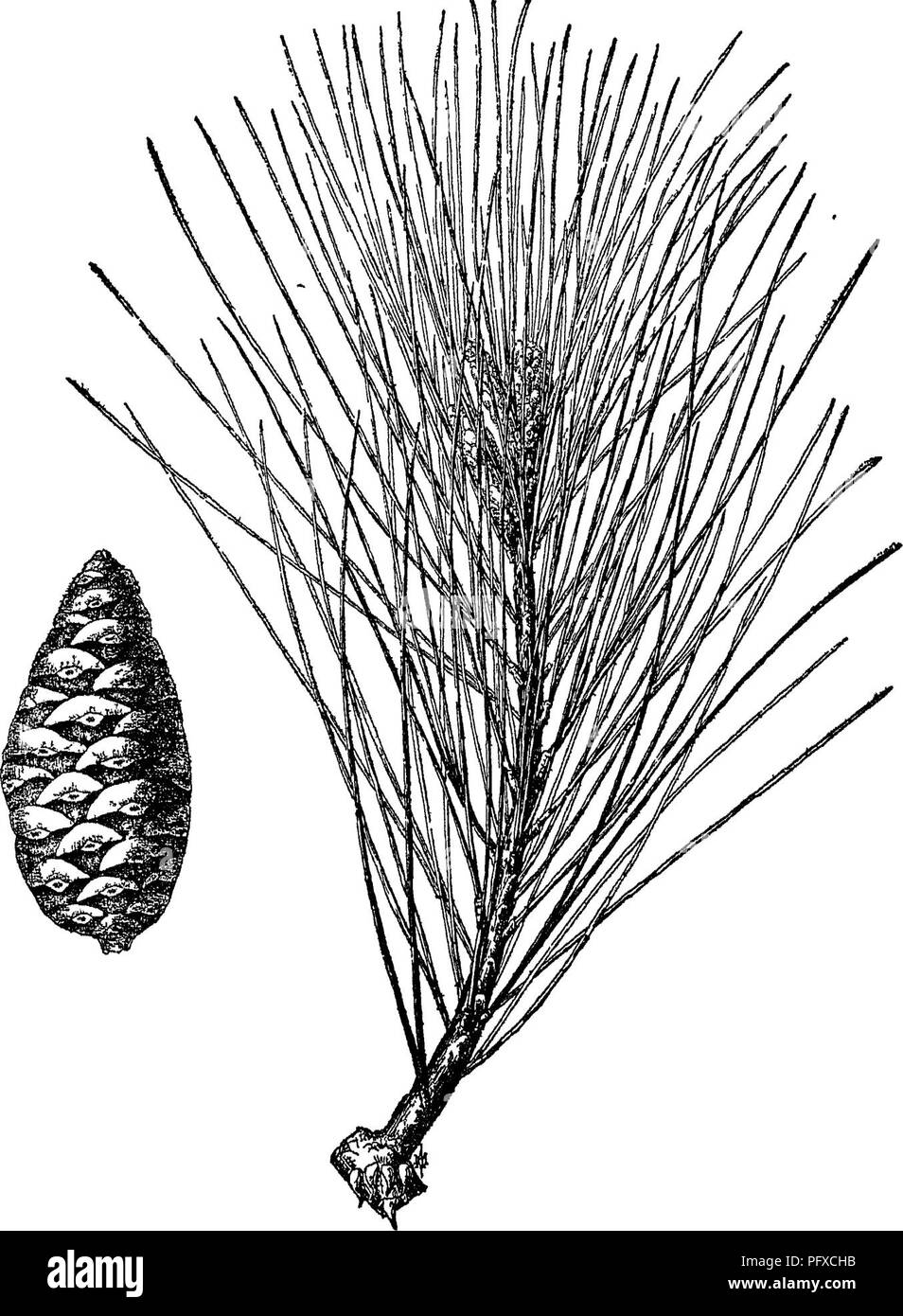 . L'entretien des arbres dans la pelouse, Street et Park, avec une liste d'arbres et arbustes pour l'utilisation décorative. Les arbres ; les arbres. 238 arbres pour l'ombre et de l'Ornement p. Laricio Poir. (58), ou sa variété-^ austriaca, Corse et l'Atis- trian ou Pin noir, presque aussi frugal, Hardy, et aussi rapide que le producteur. Fig. 77. - Pin de Calabre. Pinus hrutia ténor. Le pin sylvestre, en diffère dans le noir, bleu-vert, profonde, presque noire, à feuillage dense - le plus dense des pins - et les plus robustes encore. Veuillez noter que ces images sont extraites de la page numérisée des images qui peuvent avoir été retouchées numériquement pour plus de lisibilité Banque D'Images