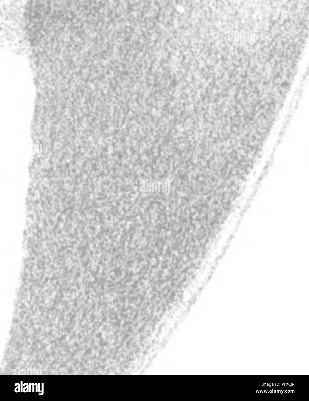 . Une histoire des poissons du Massachusetts. Les poissons. -,..J^pi4i. 1. Carclianas gnseus. ^//^^j. J'" dent. Z 3 Cardiari^, une . Lo s cittus . ^ CarcJianas Tiilpes Lesiieur, Cuv. 4. CsiclLaiias oocIi x-jaa/. 5/^»^^,. Veuillez noter que ces images sont extraites de la page numérisée des images qui peuvent avoir été retouchées numériquement pour plus de lisibilité - coloration et l'aspect de ces illustrations ne peut pas parfaitement ressembler à l'œuvre originale.. Storer, David Humphreys, 1804-1891. Cambridge, Massachusetts , Welch &AMP ; Bigelow et Dakin &AMP ; Metcalf Banque D'Images