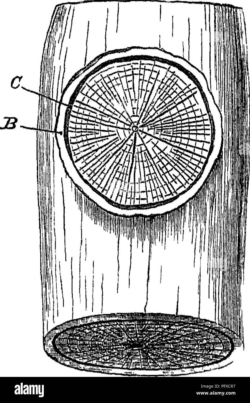 Ce travail décrit diverses maladies affectant le bois, en se concentrant sur la rupture des branches causée par des facteurs externes tels que la chute d’arbres, la neige, le vent et l’intervention humaine. Les images représentent des arbres endommagés avec des branches mortes qui dépassent, offrant une vue claire de la façon dont le bois est affecté par ces conditions et les problèmes structurels qui en résultent. Banque D'Images