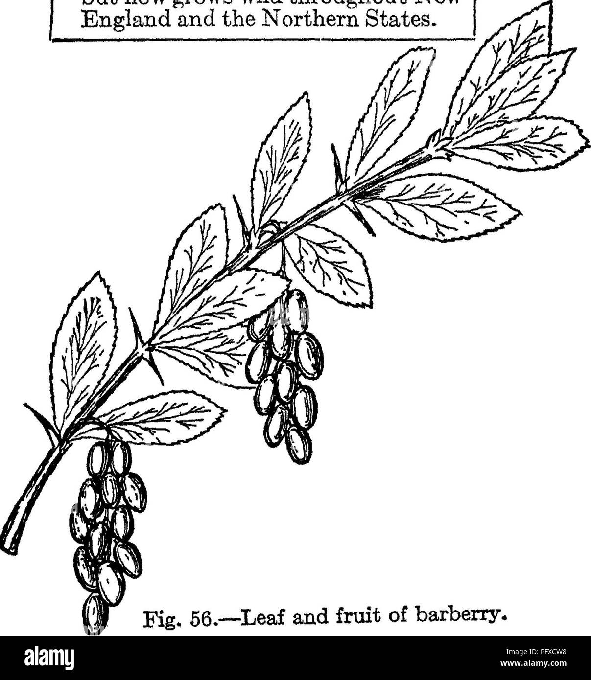 . Le livre de la foresterie. Les forêts et la foresterie. Arbres et arbustes 265 d'épine-vinette commune une espèce européenne largement plantés dans ce pays. Fait une couverture plus attractive. L'épine-vinette commune Berheris vulgaris forme buissons épineux 3'10' de haut, les meuniers librement. ^feuilles sont entassés dans des grappes à l'aisselle de chaque bande d'épines. Les feuilles de 1"-1J" long, a fait à la base avec courroie crantée ed&lt;2;es. Fleurs de couleur jaune, floraison en mai et juin. Le fruit est une baie rouge brillant I'' de long, à l'affaissement des grappes. Fruits rouges très acide. Gamme d'abord introduit à partir de l'Europe, mais maintenant se développe sauvage thr Banque D'Images