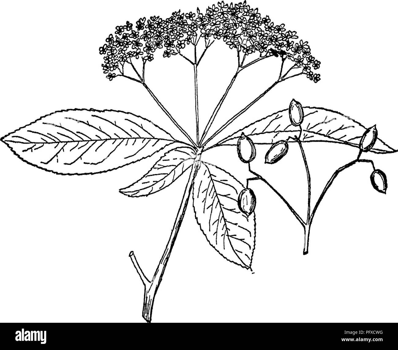 Ce livre couvre divers aspects de la foresterie, y compris la description des arbres de nannyberry, de leurs feuilles, de leurs fleurs et de leurs fruits. Il fournit des connaissances essentielles pour les pratiques forestières, mettant en évidence les espèces clés utilisées dans la gestion forestière. Banque D'Images