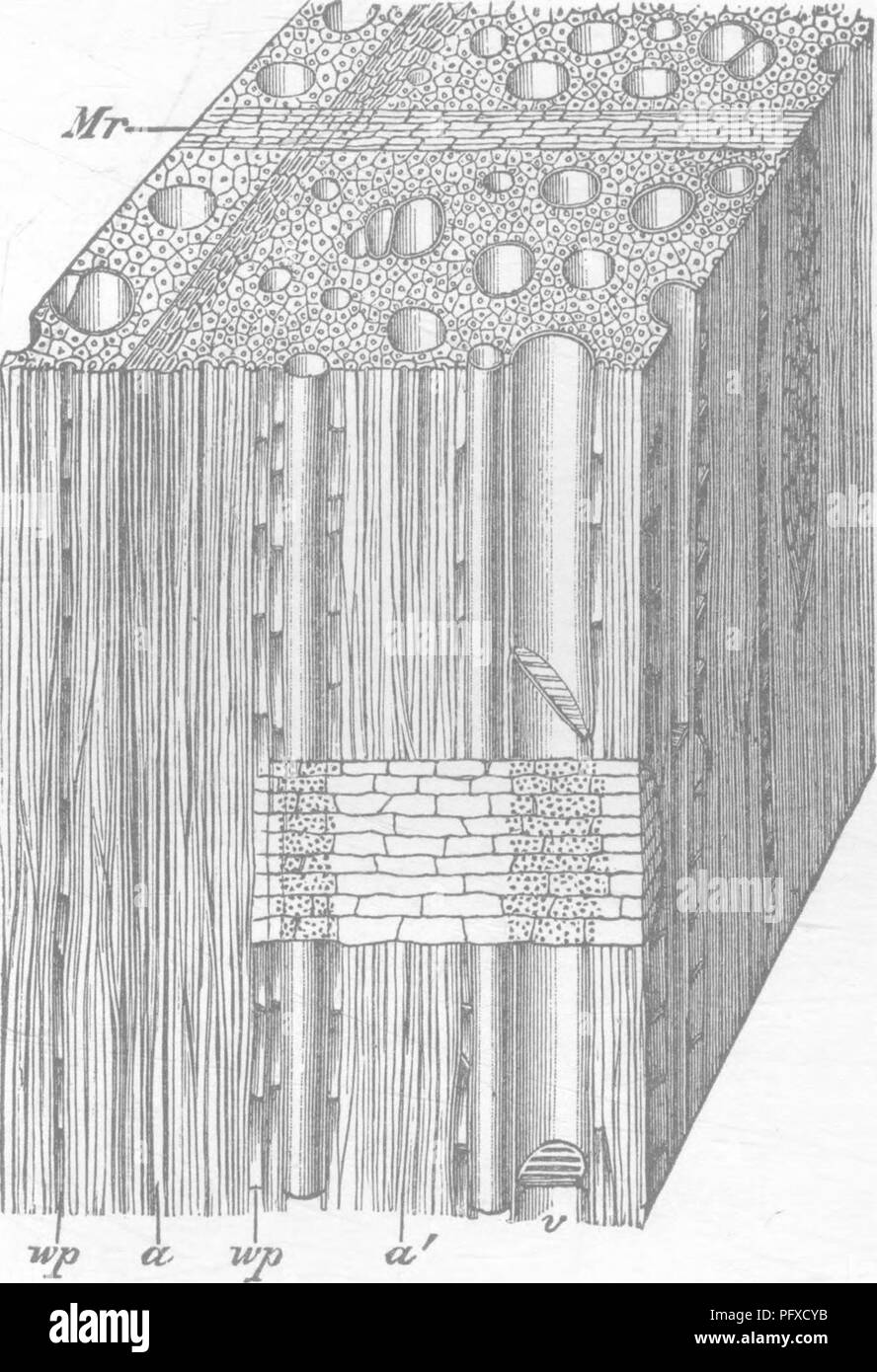 . Le bois et certains de ses maladies. Le bois des arbres. i8 LE BOIS ET CERTAINS DE SES MALADIES, [chap. en général, des rayons médullaires ici c'est vrai de ceux des pins et sapins, &amp;c.. Fig. 6.-Un morceau de bois d'un arbre dicotylédone (hêtre), censé être magni- fait à propos de loo fois. Monsieur, un rayons médullaires à travers la section transversale : la bande sombre traversé par ce rayon est le bois de l'automne (a), formé de près--fibres de bois surpeuplés et tracheides : v, un grand navire dans la section : d'autres sont vus aussi-ils sont plus petits et moins vers le bois de l'automne ; a', les fibres de bois, dont la plupart de Banque D'Images