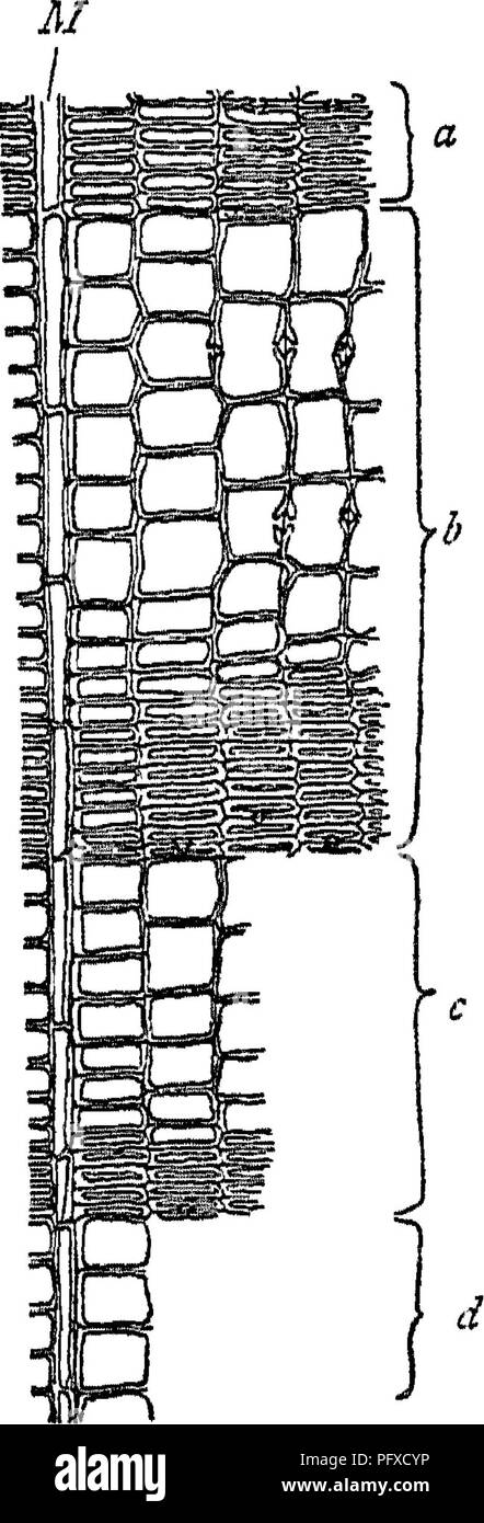 . Le bois et certains de ses maladies. Le bois des arbres. I.] CARACTÈRES GÉNÉRAUX ET STRUCTURE. 7 sera plus proche et plus lourd, à grain fin, d'un volume égal du bois où les tracheides à parois minces avec de grandes lumina prédominent.. Tig, 3.-portions de quatre anneaux d'une section transversale de thm de le bois d'un conifère, tels que l'épicéa. M, un rayon médullaire ,bmdc visualiser l'breadtu de deux nngs annuel. a, bois de l'automne d'un rmg annuel interne à 6 (et donc plus de &amp ;), d, bois de printemps d'un anneau annuel externe à theretore ^d c plus jeunes que c) aréolées sont vus dans sect Banque D'Images