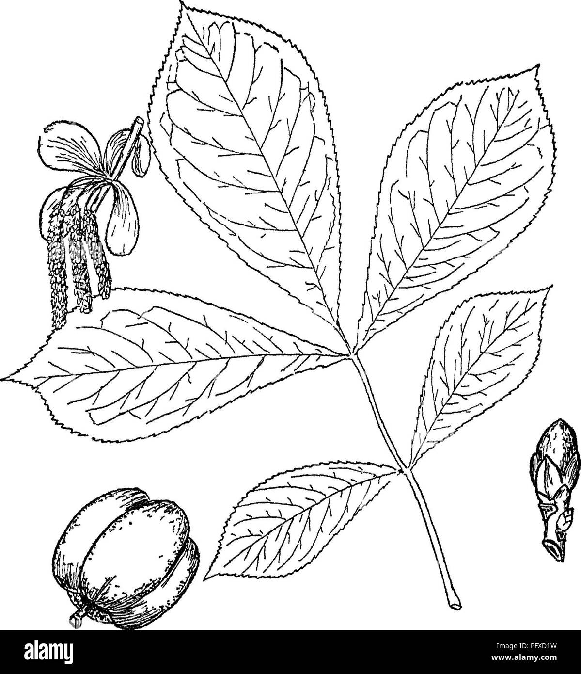 Ce livre offre un aperçu de la foresterie, y compris des illustrations détaillées de la feuille composée, du bourgeon, des fruits et des fleurs du Hickory. Il constitue une ressource précieuse pour comprendre la biologie des arbres et les techniques de gestion forestière. Banque D'Images