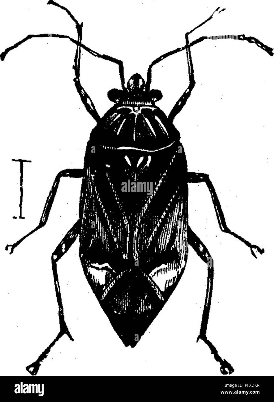 . Les insectes nuisibles pour les fruits. Illustré de quatre cent quarante coupes de bois. Les insectes nuisibles. Attaquer les bourgeons. Attaque 147 bourgeons THfi. No 71.-La punaise terne-bug. Lygus lineolaris (P. Beaiiv.). Cet insecte, qui est représenté en expansion dans Fig. 153, est d'environ un cinquième d'un pouce de long, et sa couleur varie de brun foncé terne à un p-reenish » sale ou brun jaunâtre, les mâles bemg généralement plus foncés que les femelles. La tête est jaunâtre, avec trois bandes étroites, rougeâtre ; le bec ou sucker est environ un tiers de la longueur du corps, et lorsqu'il n'est pas utilisé est pliée à la brea Banque D'Images