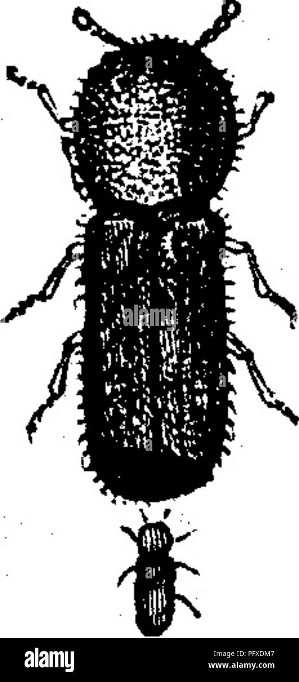 . Les insectes nuisibles pour les fruits. Illustré de quatre cent quarante coupes de bois. Les insectes nuisibles. Attaquer les branches. J43 ses transformations, et enfin s'échappe comme un insecte parfait. Cet insecte est d'environ onze-twentieths d'un pouce de longueur, avec un corps robuste d'une couleur brun-gris avec rouge mat- lave-points jaunes, et avoir une large bande grise au milieu de l'aile-cas. Les antennes sont plus longues que le corps. Le beetle est plus commun sur l'hickory que sur la poire. Pour soumettre l'insecte, les morts et les rameaux morts devraient être recueillis et brûlés. No 68.-La brûlure de Poire asiatique. Xy Banque D'Images