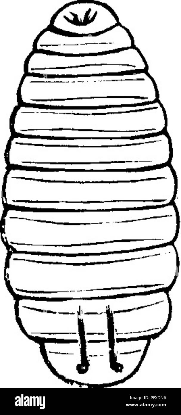 . Les insectes nuisibles pour les fruits. Illustré de quatre cent quarante coupes de bois. Les insectes nuisibles. Attaquer LE FRUIT. 137 et arrondies à l'autre ; la tête, le thorax, et des cas sont noirs ; l'abdomen est jaune terne. L'insecte parfait beaucoup ressemble à la mouche dans une apparence[), sauf que ses jambes ne sont pas si longs et minces. La tête, les antennes, et le thorax sont noirs ; l'abdomen brunâtre, presque noire, avec une bande jaune pâle à chacun des sutures ; au-dessous est jaune, avec une tache sombre sur le milieu de chaque segment, l'extrémité de l'abdomen, les jambes, et ovipositeur, sont noires. L'aile Banque D'Images