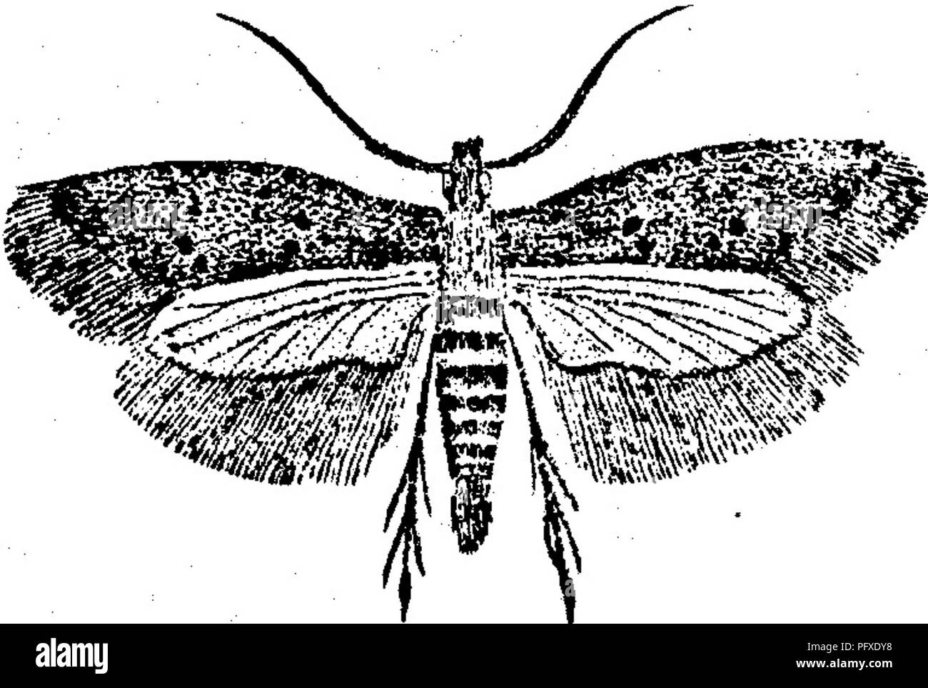 Ce travail met en évidence divers insectes nuisibles qui endommagent les arbres fruitiers, y compris ceux qui infestent les feuilles. Il fournit des descriptions détaillées des larves, telles que celles avec des corps jaunâtre-vert distinctifs et des rayures noires. Ces ravageurs créent des toiles sur les feuilles, affaiblissant les arbres et compromettant le rendement fruitier. Banque D'Images