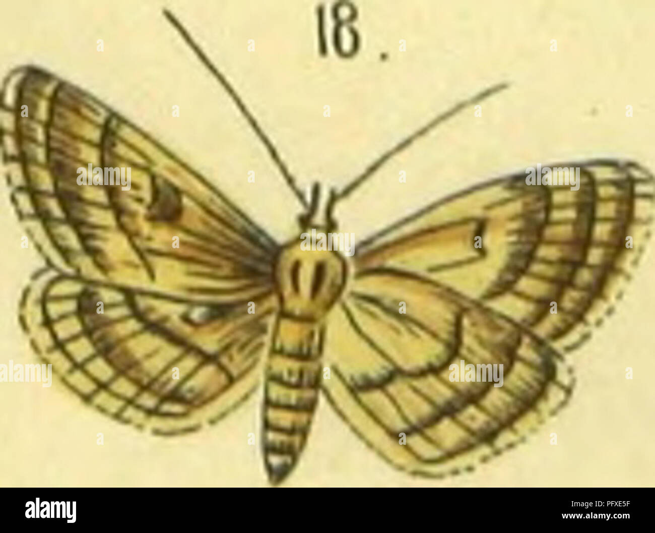 . Figure Beschreibung und europa ?ischer Schmetterlinge in order systematischer. Lépidoptères. . Veuillez noter que ces images sont extraites de la page numérisée des images qui peuvent avoir été retouchées numériquement pour plus de lisibilité - coloration et l'aspect de ces illustrations ne peut pas parfaitement ressembler à l'œuvre originale.. Praun, Sigmund von. Nu ?rnberg, Bauer & ; Raspe Banque D'Images