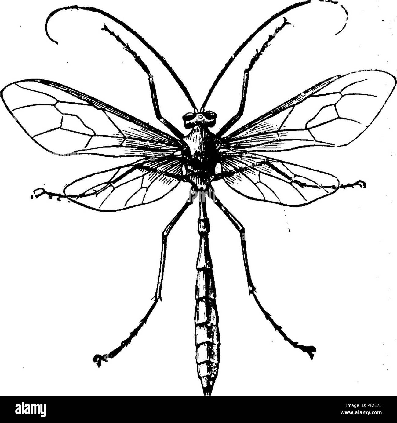 . Les insectes nuisibles pour les fruits. Illustré de quatre cent quarante coupes de bois. Les insectes nuisibles. 78 LES INSECTES NUISIBLES À L'APPLE, fig. 73. empêche le bon mûrissement du bois, et souvent met en danger la vie de l'arbre. Recours,-l'augmentation naturelle de cet insecte est grand et sage, des dispositions ont été prises pour le garder dans en raison de limites. L'être visible d'un objet, il forme souvent un repas dainty pour les grands oiseaux insectivores ; il y a aussi des ennemis qui attaquent les oeufs et les jeunes larves, et plusieurs espèces de parasites qui vivent à l'intérieur du corps de la chenille, et enfin destrée Banque D'Images