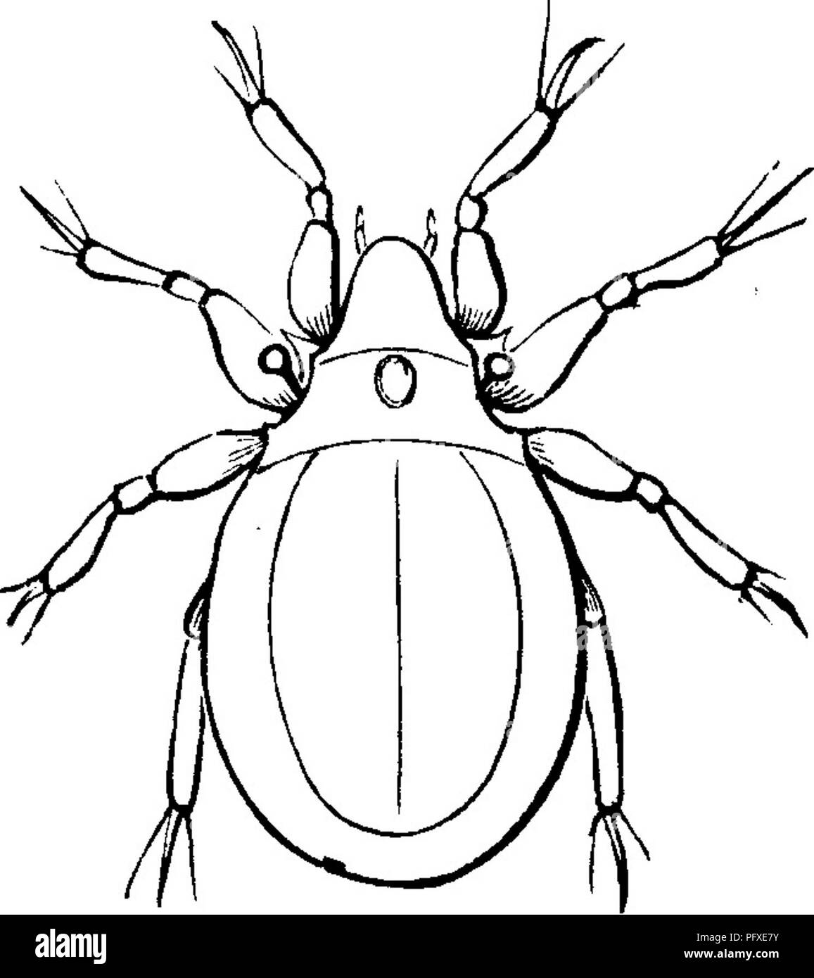 Ce travail illustre les différents insectes qui endommagent les cultures fruitières, comme les pommes. Il offre des solutions pratiques pour la lutte contre les ravageurs, y compris les prédateurs naturels et les techniques agricoles comme le labourage et l'utilisation de porcs pour réduire les populations de ravageurs. Banque D'Images