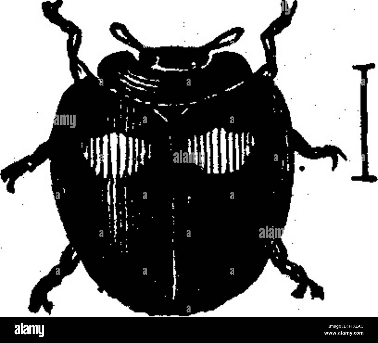 Cette illustration d'un travail sur les insectes nuisibles montre une espèce de coléoptère avec des ailes noires polies et des taches rouges, connue pour être un ravageur important des arbres fruitiers. Ses larves et ses formes adultes sont actives dans le contrôle des poux et des poux d'écorce, aidant à gérer les populations de ravageurs dans les vergers. Banque D'Images