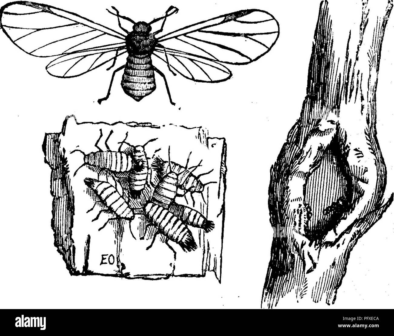 Ce travail traite de divers insectes nuisibles qui nuisent aux cultures fruitières, y compris le pou laineux, qui est particulièrement destructeur pour les pommes. Il détaille le cycle de vie, la propagation et les méthodes de lutte du ravageur, en mettant l'accent sur son impact dans les climats froids comme l'Europe et l'Amérique du Nord. Banque D'Images