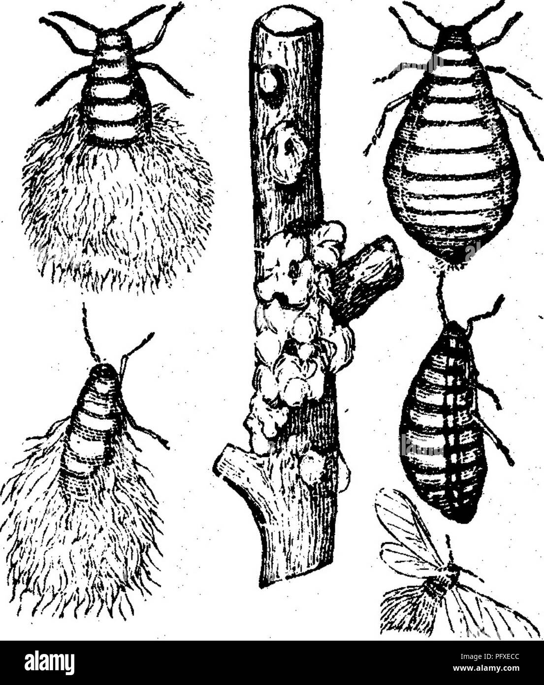 . Les insectes nuisibles pour les fruits. Illustré de quatre cent quarante coupes de bois. Les insectes nuisibles. Le ATTAOKINa BEANOHES, EiG. 13. No 9.-la-laineux de pou l'Apple. Schizoneura lanigera (Hausm.). C'est la même espèce que la plante-racine-apple (No pou 1), mais dans cette forme les insectes attaquent le tronc et des membres de l'apple-tree, vivant en groupes, et la sécrétion de plus eux-mêmes de petites parcelles d'un coton-comme couverture. (Voir Fig. 13, où les insectes sont représentés agrandie.) Ils sont souvent trouvés sur la base de brindilles ou drageons jaillissant du tronc, et aussi sur la base de la Banque D'Images