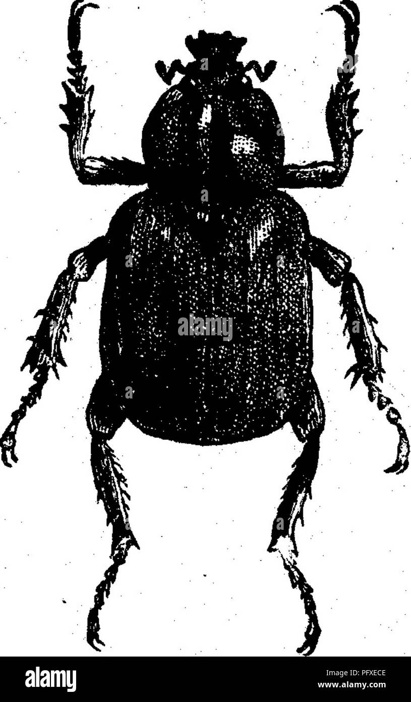 . Les insectes nuisibles pour les fruits. Illustré de quatre cent quarante coupes de bois. Les insectes nuisibles. Attaquer les branches. 27 Fig. Terial 12.^ où il subit ses transformations^ apparaissant au cours du mois de juillet, qu'un grand coléoptère noir violacé (Fig. 12), au sujet d'un pouce de long, avec des cas de l'aile. La tête est creusée sur le dessus, le dessous du corps lisse, et les pattes courtes et stout. Elle cache elle-même au cours de la journée, mais la nuit est active, l'alimentation de la sève qui s'écoule de l'écorce. Depuis, la larve se nourrit uniquement sur du bois en décomposition, le préjudice causé, le cas échéant, peut seul b Banque D'Images