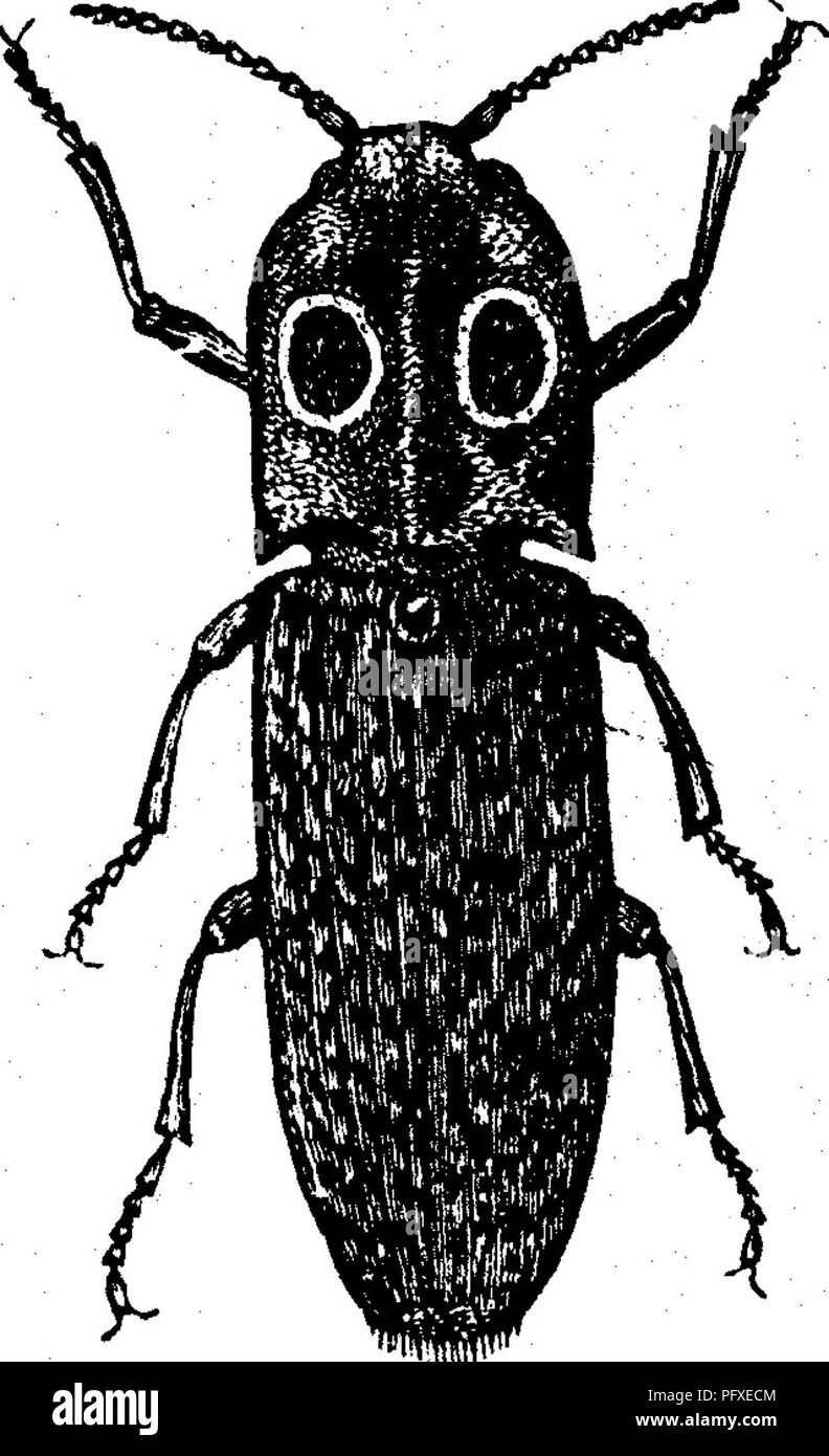 . Les insectes nuisibles pour les fruits. Illustré de quatre cent quarante coupes de bois. Insectes nuisibles. k attaquant le tronc. 25 Il est de forme cylindrique, lisse et mince, et sa couleur varie de brun foncé à presque noir. Ses jambes et antennsB sont de couleur jaunâtre, et son thorax ; punctated minutieusement l'extrémité postérieure du corps est brusquement crantée ou d'excavation. Les alésages d'insectes sous l'écorce des arbres- apple, parfois attaquer les jeunes, Thrifty arbres, qui, lorsqu'durement touchées, sont susceptibles, peu après avoir présenté leurs feuilles, à se flétrir soudainement, comme si roussies par le feu ; l'écorce devient Banque D'Images