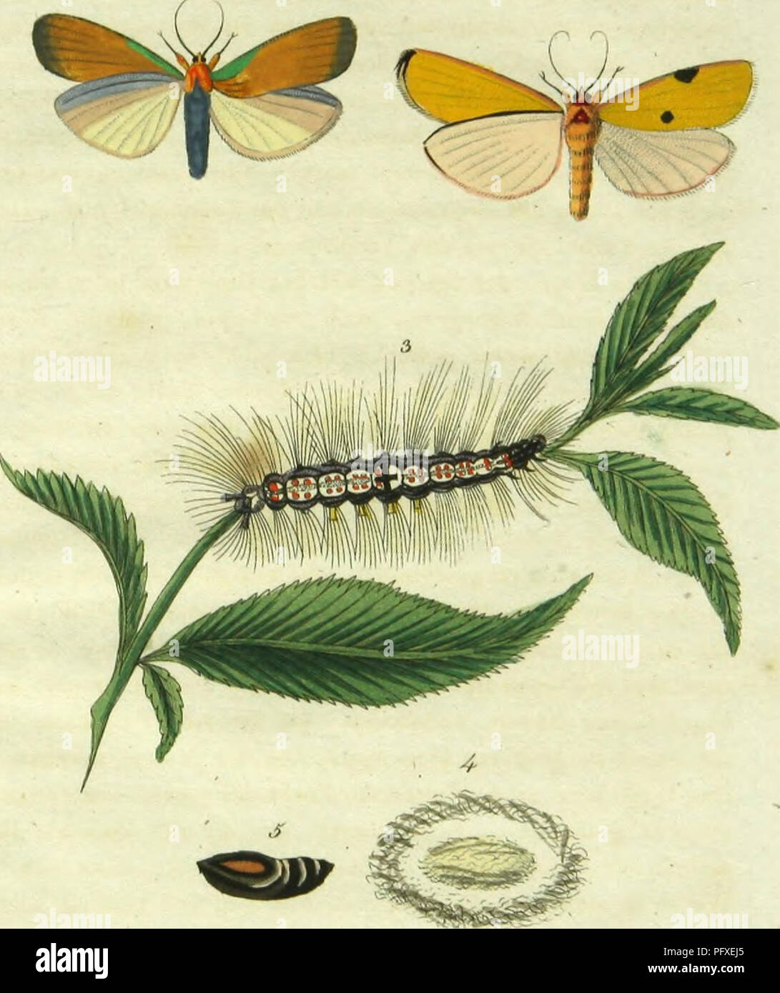 . Figure und Beschreibung der bekanntesten Schmetterlinge Deutschlands nach ihren drey Lebens-Perioden ; nebst Anweisung, wie sie zu erziehen, zu fangen, zu behandeln und sind. aufzubewaharen Lepidoptera ; Lepidoptera. . Veuillez noter que ces images sont extraites de la page numérisée des images qui peuvent avoir été retouchées numériquement pour plus de lisibilité - coloration et l'aspect de ces illustrations ne peut pas parfaitement ressembler à l'œuvre originale.. Nu ?rnberg, Bauer u. Raspe Banque D'Images