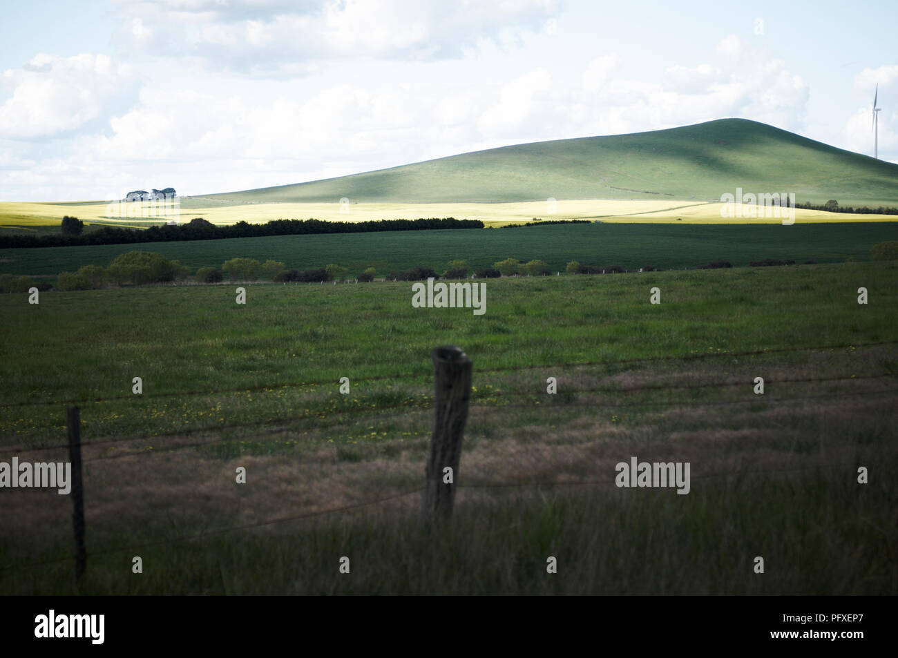 Un pool de lumière mettant en évidence un champ de canola dans un paisible paysage de colline, les terres agricoles Banque D'Images