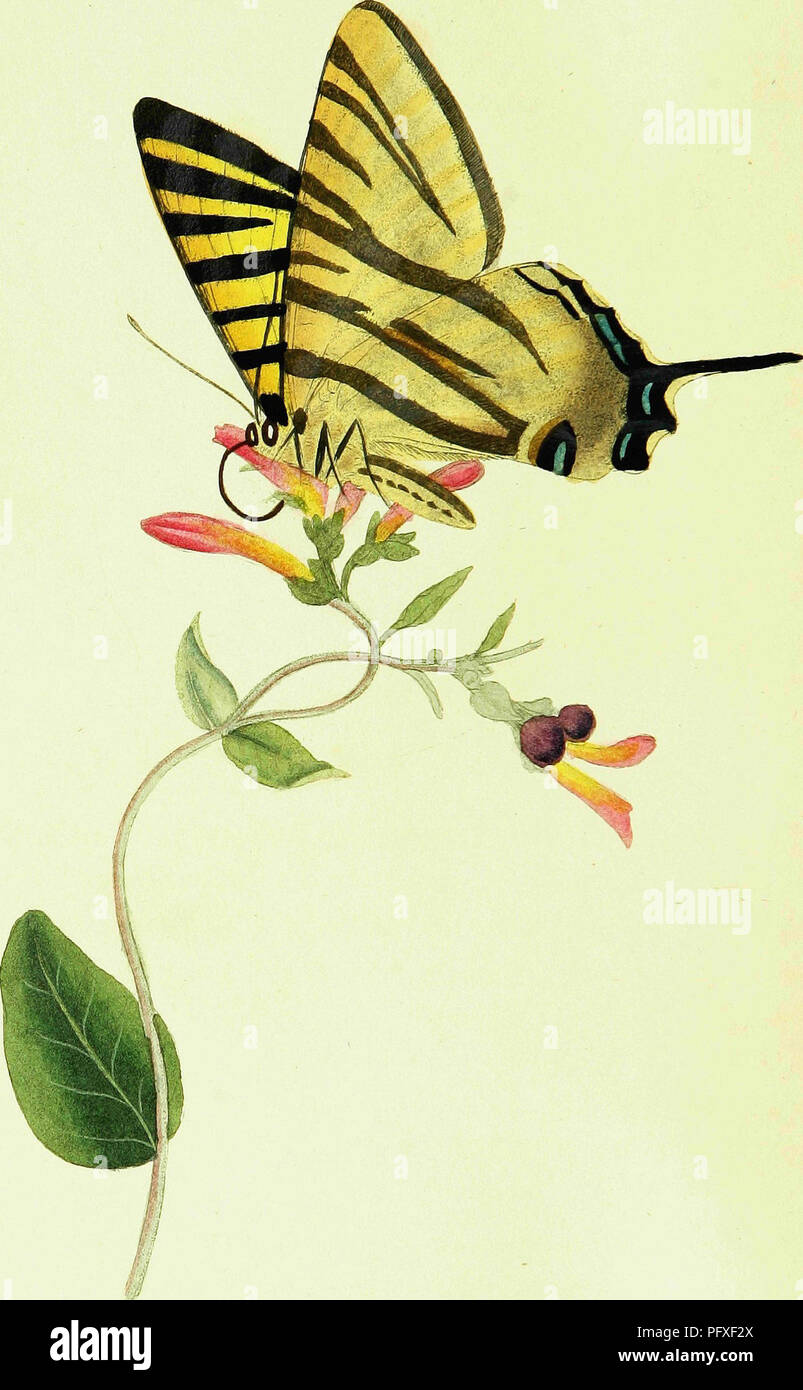 . L'histoire naturelle des insectes britanniques ; expliquant dans leurs plusieurs membres, avec les périodes de leurs transformations, leur nourriture, l'oeconomie, &amp;c. avec l'histoire de ces minutes insectes comme nécessitant une enquête par le microcsope. L'ensemble illustré par des chiffres de couleur, conçu et exécuté à partir de spécimens vivants. Les insectes ; les insectes. 101. Veuillez noter que ces images sont extraites de la page numérisée des images qui peuvent avoir été retouchées numériquement pour plus de lisibilité - coloration et l'aspect de ces illustrations ne peut pas parfaitement ressembler à l'œuvre originale.. Donovan, E. (Edward Banque D'Images