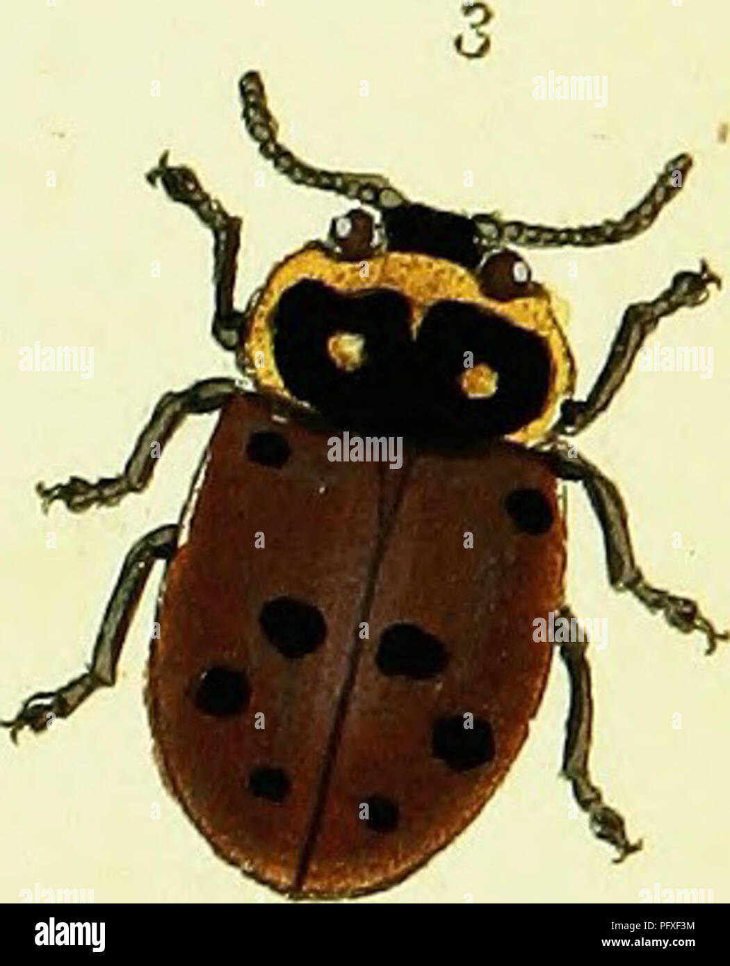 . L'histoire naturelle des insectes britanniques ; expliquant dans leurs plusieurs membres, avec les périodes de leurs transformations, leur nourriture, l'oeconomie, &c. avec l'histoire de ces minutes insectes comme nécessitant une enquête par le microcsope. L'ensemble illustré par des chiffres de couleur, conçu et exécuté à partir de spécimens vivants. Les insectes ; les insectes. * ?' 1. Veuillez noter que ces images sont extraites de la page numérisée des images qui peuvent avoir été retouchées numériquement pour plus de lisibilité - coloration et l'aspect de ces illustrations ne peut pas parfaitement ressembler à l'œuvre originale.. Donovan, E. (Edwa Banque D'Images