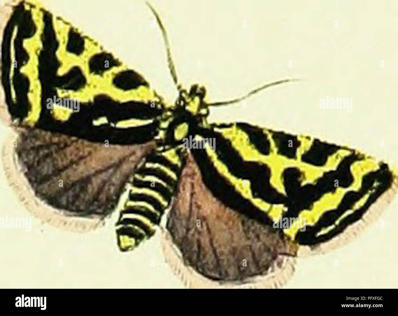 . L'histoire naturelle des insectes britanniques ; expliquant dans leurs plusieurs membres, avec les périodes de leurs transformations, leur nourriture, l'oeconomie, &amp;c. avec l'histoire de ces minutes insectes comme nécessitant une enquête par le microcsope. L'ensemble illustré par des chiffres de couleur, conçu et exécuté à partir de spécimens vivants. Les insectes ; les insectes. . Veuillez noter que ces images sont extraites de la page numérisée des images qui peuvent avoir été retouchées numériquement pour plus de lisibilité - coloration et l'aspect de ces illustrations ne peut pas parfaitement ressembler à l'œuvre originale.. Donovan, E. (Edward), Banque D'Images