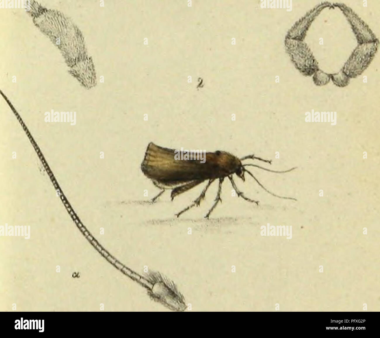 Ce travail entomologique présente les principales espèces d’insectes de ...