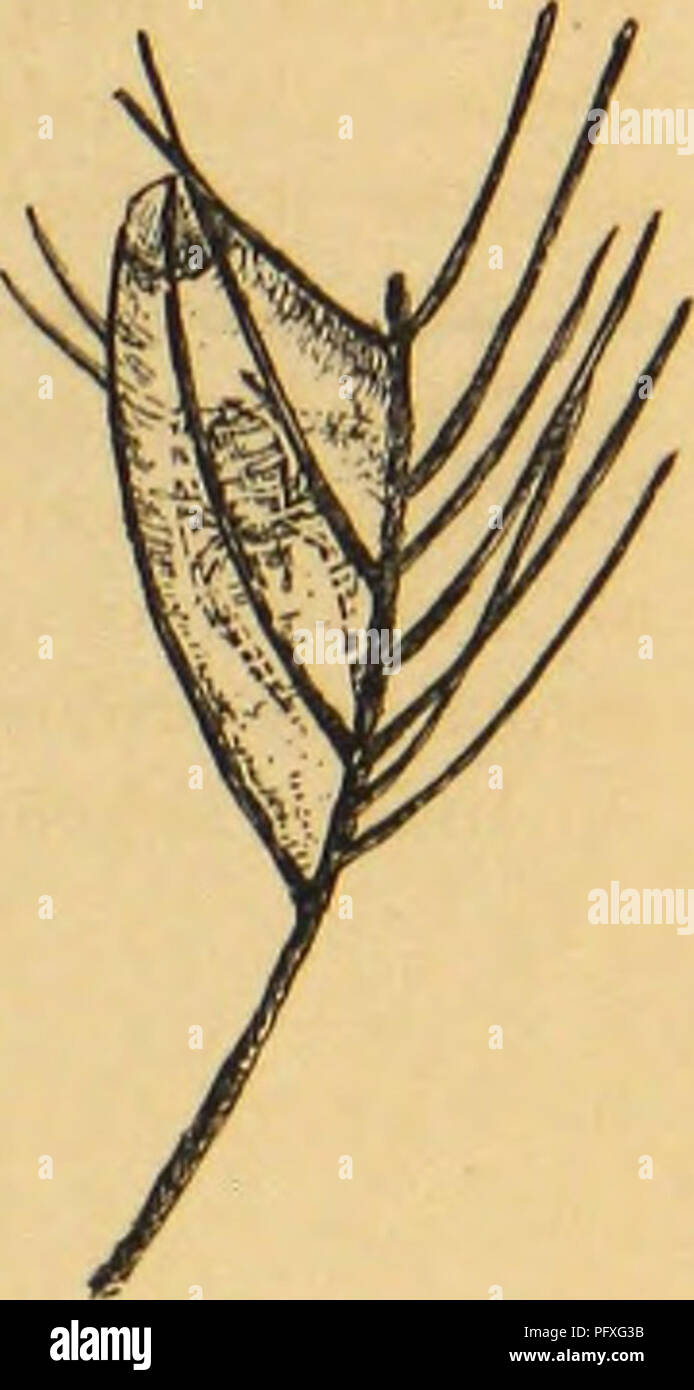 . American spiders et leur travail de bobinage. Une histoire naturelle de l'orbweaving spiders des États-Unis, avec une attention particulière pour leur industrie et les habitudes. Les araignées. La genèse de pièges. 347. et Tubeweavers. Il en va de même pour les Saltigrades, qui persistent à vivre dans des tubes ; des Laterigrades, qui les forment occasionnellement ; et de l'Citigrades Tunnelweavers, et qui font des terriers tubulaire bordée de soie dans le sol. Parmi les causes qui mènerait directement à partir d'un simple lineweaving tubeweaving à une habitude sont les ma- fonction externe et l'instinct. La mère cherche la retraite quand le temps Banque D'Images