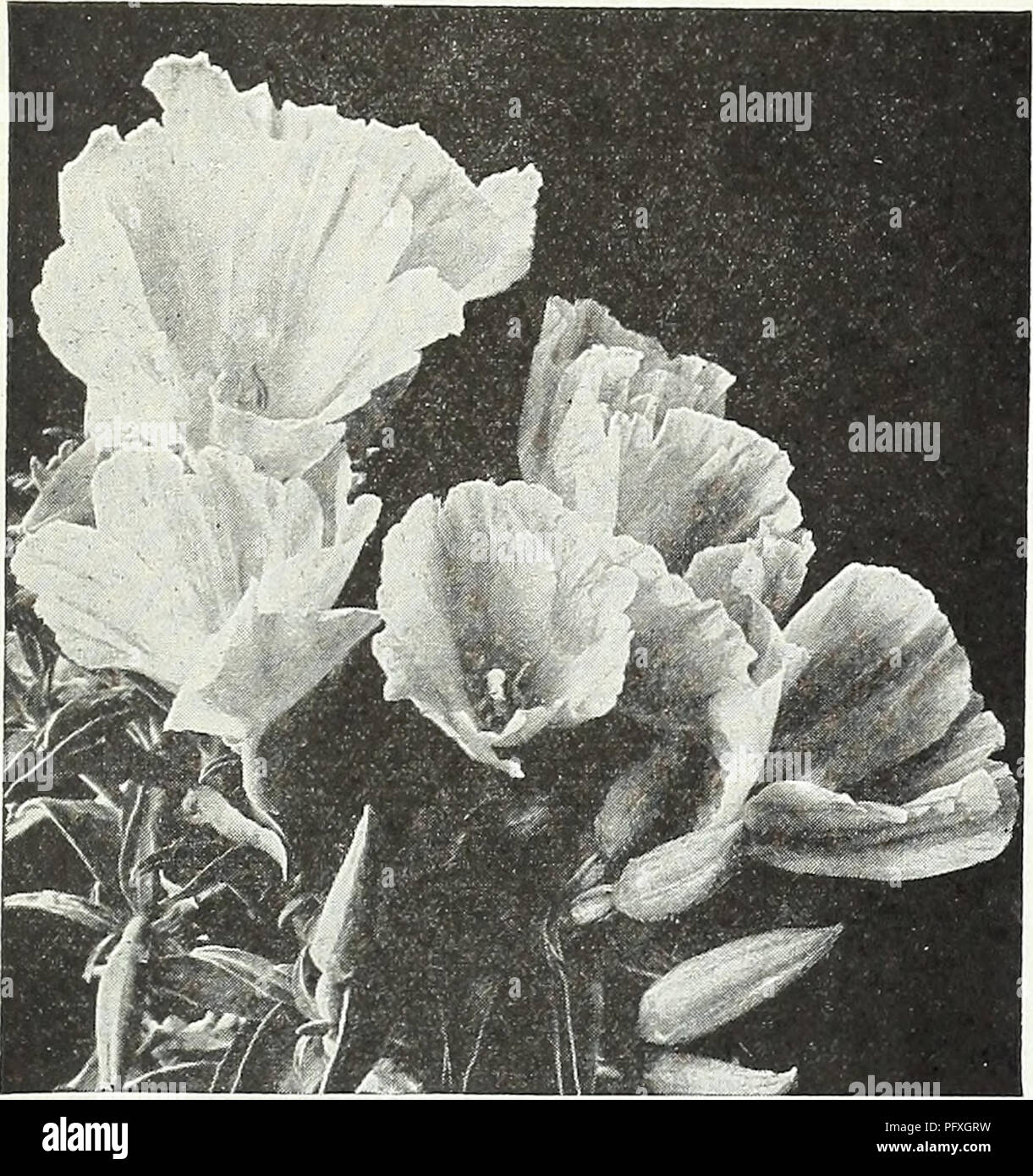 Saumon nain Godetia graines Princesse Clarkia Amoena Annuelle Fleurs