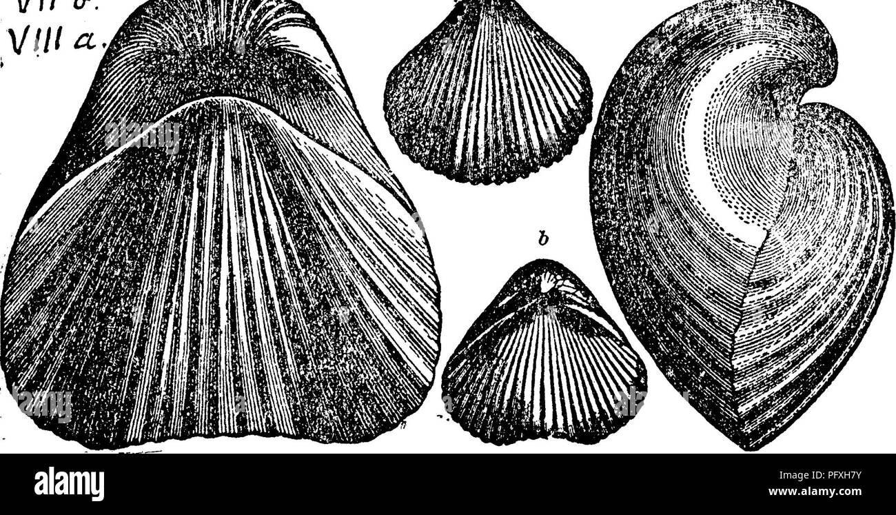 . Un dictionnaire des fossiles de la Pennsylvanie et les états voisins nommés dans les rapports et les catalogues de l'enquête ... La paléontologie. Groupe communautaire Atrypa octocostata ; Conrad, Un. Rt. N. Y. 1841.) Hall, Pal. N. Y., Tome 4,1867. Figure tirée de Geol., 1863, Canada page 370, fig. 389, a, b, vannes ventrale et dorsale d'un petit modèle ; c, d, dorsale et latérale sur une grande.-Scho- diwdi Helderherg supérieur grit harie, Vllh^ Villa. Pentamerella micula. Hall, Pal. N. Y., Tome 4,1867, cham- Milton. Trouvés en Pennsylvanie, Blair Co. Bell's Mills, collec- tions. Spec. 805-15, dans les schistes de Hamilton. VIII c. Pentame Banque D'Images