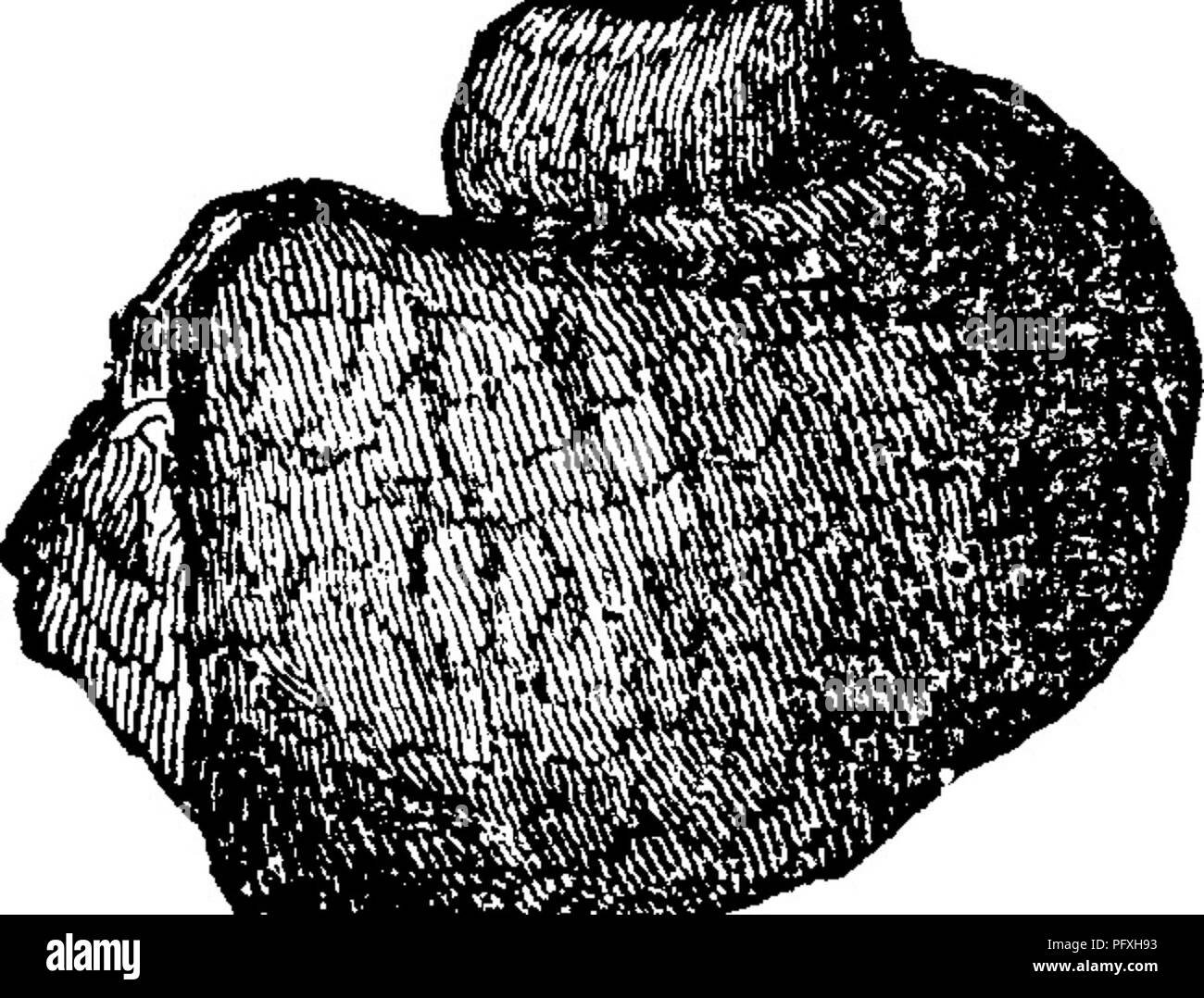 . Un dictionnaire des fossiles de la Pennsylvanie et les états voisins nommés dans les rapports et les catalogues de l'enquête ... La paléontologie. 283 Hesp. Hesperomys ; une mâchoire, avec des dents, d'un port souris trouvée dans la grotte Kennedy-terre, Chester Co. voir faire face, in Proc. A. P. S. 1871, p. 87.-Postpleiooene ; ou d ? Heterocrinus, juvenis. (Hall, de description. Nouvelle spéc. Pal. rpj-i, 3a Les Crinoïdes, p. 4, 1866 ; 1872, ^ ^» ^^'"" de l'ip. 1, fig. 9, 10.) Nouveau- berry. Géologie de l'Ohio, Newt : Pal- 0. Tome 1. H.. Palgeontology, tome 1. page 10, planche 1, fig. 3 ; peut-être un allié à l'hétéro- Cincinnati Banque D'Images