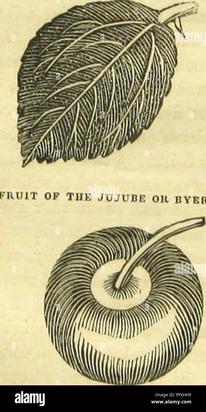 . Le livre de papillons, sphinges, et les mites ; illustré par cent quarante-quatre gravures en couleur, après la nature. Lépidoptères. Le VER À SOIE TUSSEH. ny branches sur l'arbre Asseen en proportion de la taille de celle-ci, mais aucun sur l'arbre dans les villes. Le Parieahs, ou la colline, les gens gardent les insectes la nuit et le jour alors que dans l'état de ver, de les préserver de corneilles et autres oiseaux par jour, les chauves-souris par nuit. Feuille DE L'ARBRE OU JUJUBE DANS LES VILLES.. Les villes ou arbre. ' J'ai moi-même vu les regarder ainsi le couvain. Cette espèce ne peut pas se limiter, pour, dès que le papillon perce le coc Banque D'Images