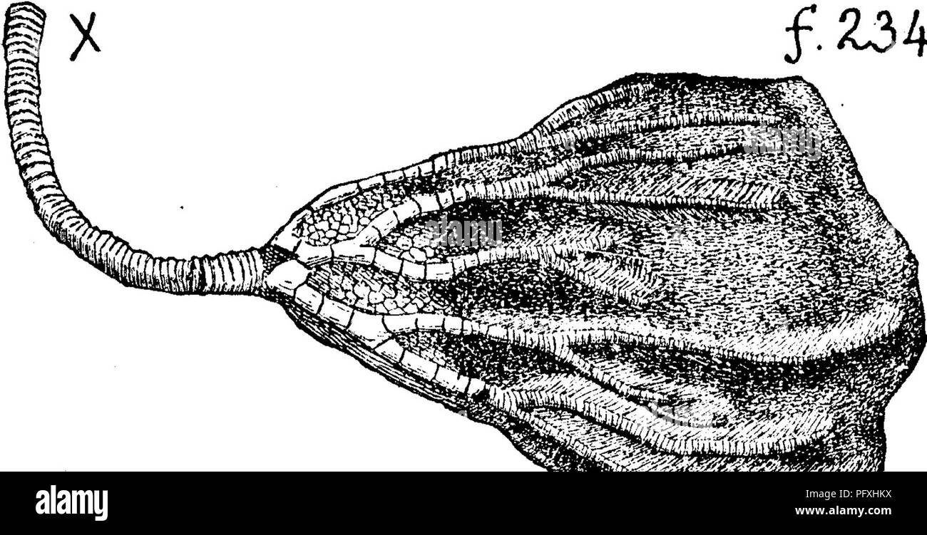 . Un dictionnaire des fossiles de la Pennsylvanie et les états voisins nommés dans les rapports et les catalogues de l'enquête ... La paléontologie. -P. .Y frsni d parenchy- ' * â ¢ '' man pas bien montré- .1881, Hamilton ; formation fréquente dans New York et le Canada ; abondante dans l'Indiana.âSpec. 804-46 (00, 235, F. &AMP ; G. coll. sur le ruisseau Marshall, Monroe Co., Pa., 1875, de Hamilton (strates trop pauvres pour identifier les espèces, G. B. S., 1888), VIII C. Des empreintes de pas. Voir l'Ornithichnites (pistes d'oiseaux). Forbesiocrinus communis. (Hall, Crinoïdes du V -f 2^Camcorn' un grès, *^ â O h i o. - Taxocrinus communis suggérer Banque D'Images
