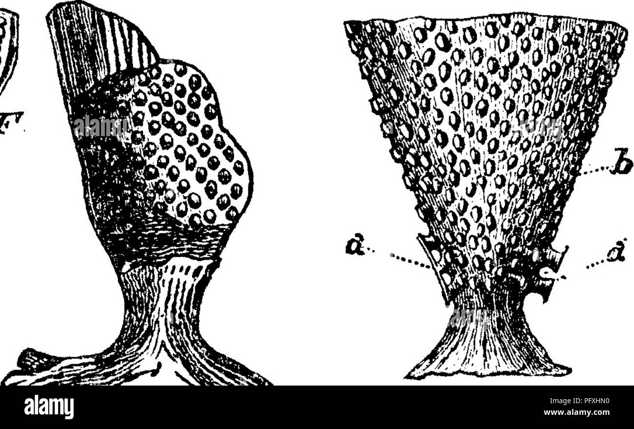 . Un dictionnaire des fossiles de la Pennsylvanie et les états voisins nommés dans les rapports et les catalogues de l'enquête ... La paléontologie. des moules. {Cryptopora miraMlis^ Davidson.) Hall, un. Et. 1884, Albany, 1885, p. 41, fig. A, C, p. 42, fig. A. Le peu de "Hallr^^n r.Rf^Ny.lf^^^»^»^^^' fin.4^ ; ifZ. windows du coraux ont été remplis de matière minérale, puis la structure de l'animal a été arrêté à l'écart de autour et entre la fenêtre-moules. . Corniferous planiramata- Villa, Fenestella. Spec. 805-13, de Bell's Mills, Blair Co.-Aussi 805-3, 16, 19, 21, 22, l'ONU et des fragments des moulages Banque D'Images