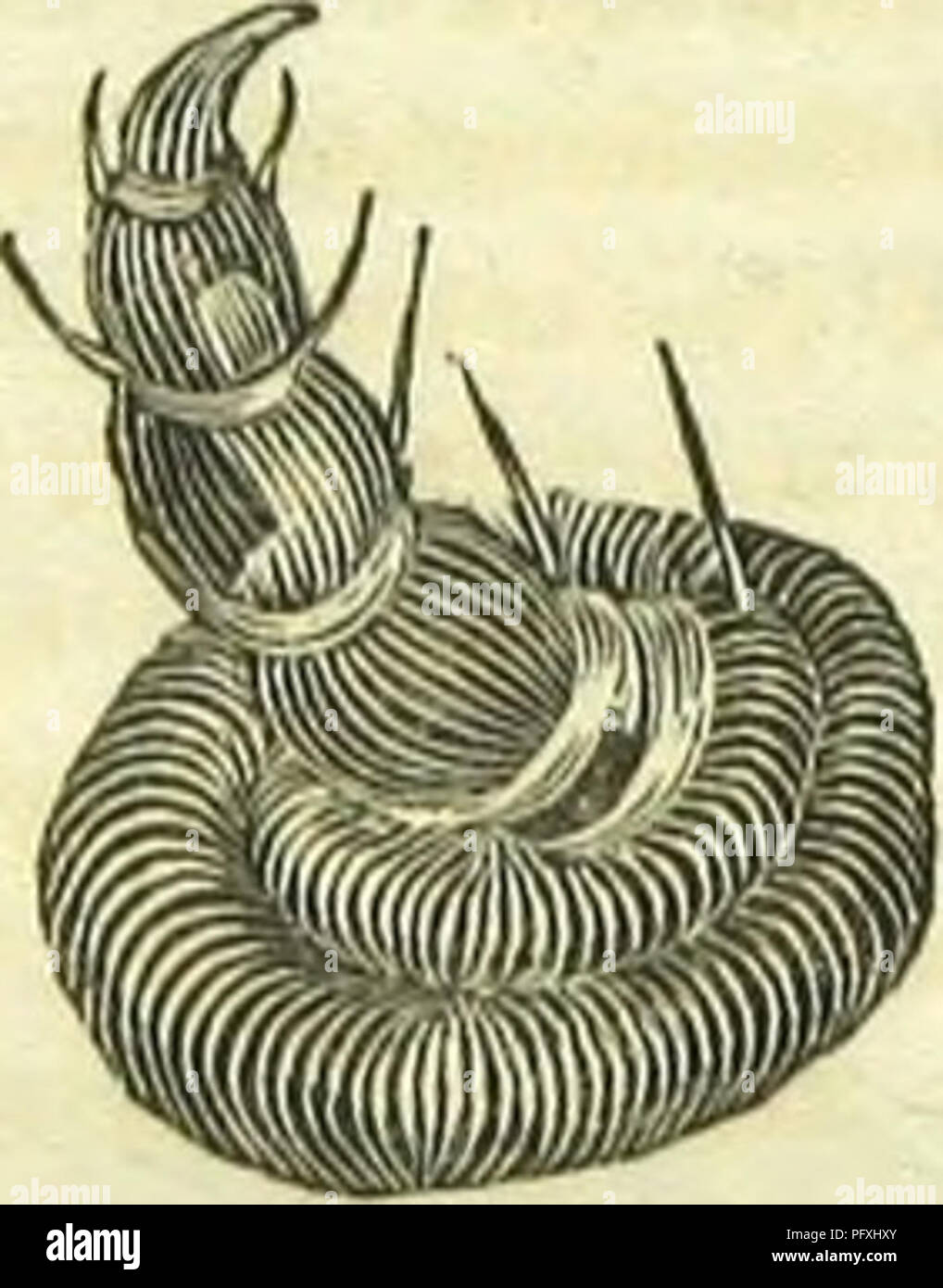 . Le livre de papillons, sphinges, et les mites ; illustré par cent quarante-quatre gravures en couleur, après la nature. Lépidoptères. 70 AVANTAGES DIRECTS FBOM MITES. tion de la nymphe, et a également permis de construire pour leur propre confort et sécurité, après leur exclusion de l'oeuf. Nous avons montré que, par la rotation d'un thread, ils sont également permis de descendre à partir d'une branche au sol en toute sécurité, et aussi de revenir à un arbre par le même filament. La construction de leurs pieds est admirablement adaptée à cette fin. Chacun des six jambes de l'avant est pourvu d'une griffe accrochée, un Banque D'Images