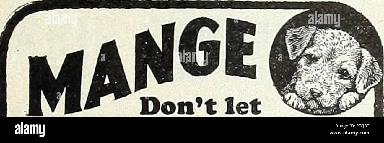 . Currie's garden : printemps 1931 annuel 56e année. Les catalogues de graines de fleurs, graines (plantes) ; Catalogues Catalogues ; Graines de légumes Horticulture pépinières (catalogues) ; plantes ornementales ; catalogues, matériel et fournitures de jardinage Catalogues. CURRIE BROTHERS CO. MILWAUKEE. Remèdes ET MÉDICAMENTS CHIEN WISCONSIN. votre chien souffre à l'essai, traitement efficace. Vitesse- tasmi/kd ily guérit l'infection ; tue aussi flca&Lt ;^ â ¢"^Â"Â"^ les poux, les tiques. ^ _ Les vétérinaires recommandent L., 0âois( orless, inoxydable et sans graisse. Carte sim- f '' - 'J plis mélanger avec de l'eau. 1 gal. size pks ? Â" . H coût mais 75c. -J ! ! KUR-MANGE ^^^ Banque D'Images