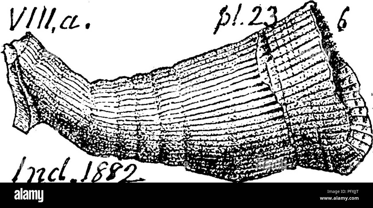 . Un dictionnaire des fossiles de la Pennsylvanie et les états voisins nommés dans les rapports et les catalogues de l'enquête ... La paléontologie. hl^ Pal. Le SSOBL. des ter. Pal. Cornif. (Astrcea rugosa. Hall, 1848), l'Indiana-Colletrs Rapport de 1882, page 260, planche 8, fig. 1, (Van Cleve) face supérieure de corail ; fig. 2 côté bas, montrant les lignes concentiic la peau et de l'intérieur de radi':structure iting. Dans Corniferoiis liinestoae commune dans l'Ohio, le Kentucky, l'Indiana et d'ailleurs. VIII a. Cijatho2)hi/llum turbinatum. Voir l'Heliophyllnm halli. Cyathophylluni vesicuiatum VIII G,. (Hall, un 25e. Rt. N. V/l/xi-. Banque D'Images