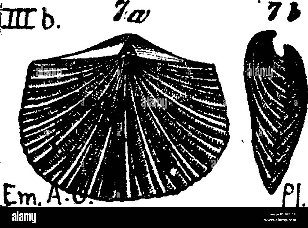 . Un dictionnaire des fossiles de la Pennsylvanie et les états voisins nommés dans les rapports et les catalogues de l'enquête ... La paléontologie. 513 Orthis.. Orthis demissa ? Oast montrant la cicatrice, 854-41, (00, p. 236) dans la région de Sherwood coll. Charlestown, Tioga Co. Fa. de la région de Chemung^ VIIIg Orthis, dichotoma. (Hall, Pal. N. Y. Vol. 1, 1847.) Em- mons, Amer. Geol. Vol. 1, pi. 2, p. 195. fig. 13 ; soupapes inégalement plis convexes ; à mi-chemin de la fourche de bec à base ; crénelures indistincte.-III h. La pierre calcaire bleue d'Ohio PI 9 (Hudson) formation Note.-S. A. Miller et rend cette fissicosta Orthis (Hal Banque D'Images