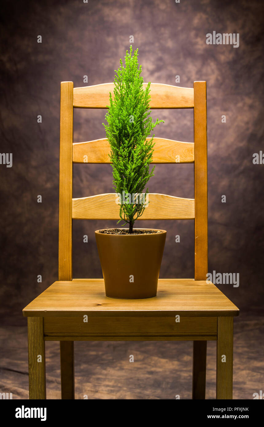 Un petit arbre vert dans un pot sur une chaise en bois. Banque D'Images