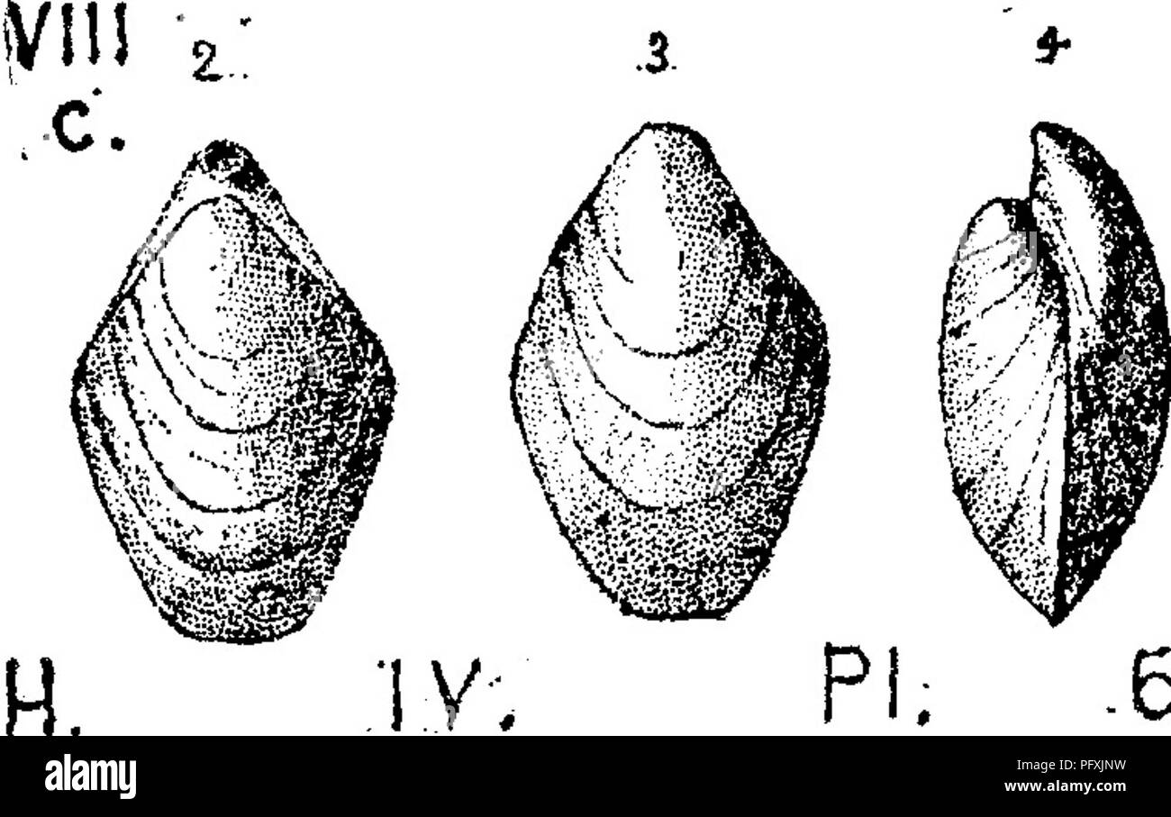 . Un dictionnaire des fossiles de la Pennsylvanie et les états voisins nommés dans les rapports et les catalogues de l'enquête ... La paléontologie. Oryp. 1, paragraphe 34. {Cryptonella Terebratula) Eudora. Voir l'annexe. Cryptonella planirostra. (Terebratula planirostra. Voir l'annexe pour Hgure, Cryptonella rectirostra et description. (Terehrutula reetirostra.) Hall, 1860, l'ISth. Rt., Pal. N. Y. Tome 4,p, 394", la plaque 61, fi^s. 3, 4, 5. Groupe de Hamilton. Recueillis par Claypole (F2,xiii) à l'usine de Barnet, Perry Co., de Hamil- 51 tonnes d'ardoises supérieur.^ voir catalogue des collec- tions, 000, Spec. 5-152.âF///0. Cryptone Banque D'Images