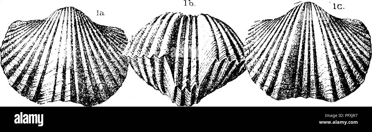 . Un dictionnaire des fossiles de la Pennsylvanie et les états voisins nommés dans les rapports et les catalogues de l'enquête ... La paléontologie. Pal. L'Ohio, Yol. 1, 1873, p. 116, pi. 10, fig. 4 Un, dos, ventre, 5 valve ; &Lt ; ?,-front, montrant des pli mésial dans le large ? Deep Bay (sinus) ; d^ l'intérieur de la soupape du ventre ; e^ l'intérieur de la vanne de retour, montrant l'obscur, de très petites cicatrices musculaires processus cardinal linéaire, et la dent ; processus brachial /', mag- niiied. surface granulaire Cincinnati-^ Illi, Orthis biforata (Platystrophia) Var. lynx. Von Buch.. Veuillez noter que ces images sont extraits f Banque D'Images